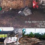 Mangrove Dibabat Untuk Arang di Rupat, Warga dan Pengamat Lingkungan Minta APH Bertindak