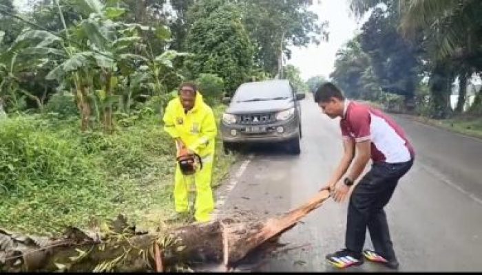 Gerak Cepat Polsek Sanga Desa, Tindaklanjuti Laporan Pohon Tumbang di Desa Terusan