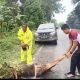 Gerak Cepat Polsek Sanga Desa, Tindaklanjuti Laporan Pohon Tumbang di Desa Terusan