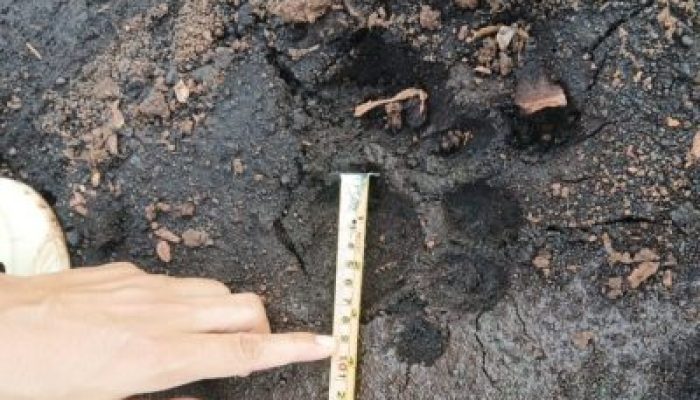 Harimau Sumatera Melintas di Sungai Apit, Warga Diminta Tingkatkan Kewaspadaan