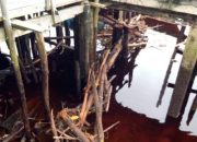 Limbah Kayu Cemari Sungai Bukit Batu, Duta Green Policing Dorong Mediasi Berbasis Keadilan Ekologis