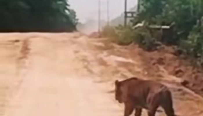 Harimau Sumatera Muncul di Jalur WIP Zamrud, BBKSDA Riau Turunkan Tim Patroli