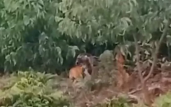 Tiga Harimau Sumatra Muncul di Tepi Jalan Desa Pulau Muda, Warga Diliputi Cemas