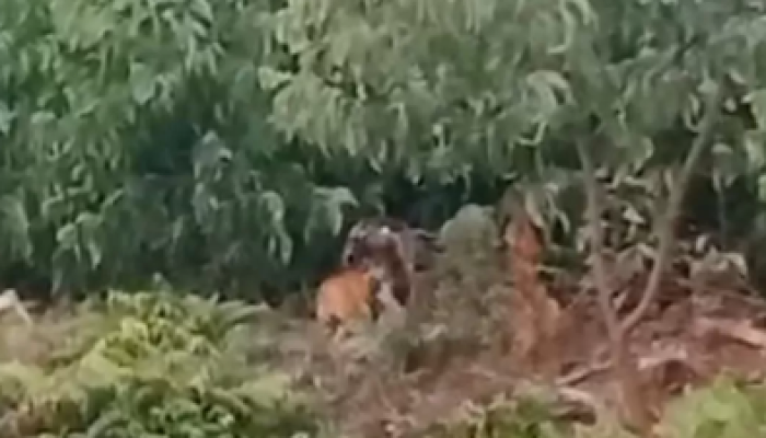Tiga Harimau Sumatra Muncul di Tepi Jalan Desa Pulau Muda, Warga Diliputi Cemas