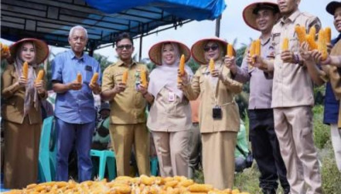 Wabup Kampar Panen Jagung di Pasir Sialang, Dorong Desa Perkuat Ketahanan Pangan