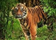 Dekat Rumah Warga, Harimau Sumatera Terpantau Lagi di Teluk Meranti
