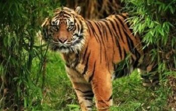 Dekat Rumah Warga, Harimau Sumatera Terpantau Lagi di Teluk Meranti