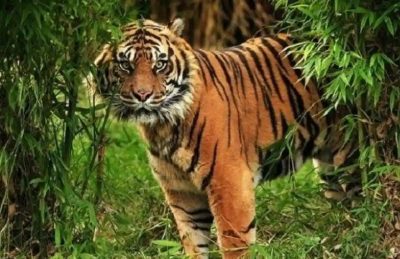 Dekat Rumah Warga, Harimau Sumatera Terpantau Lagi di Teluk Meranti