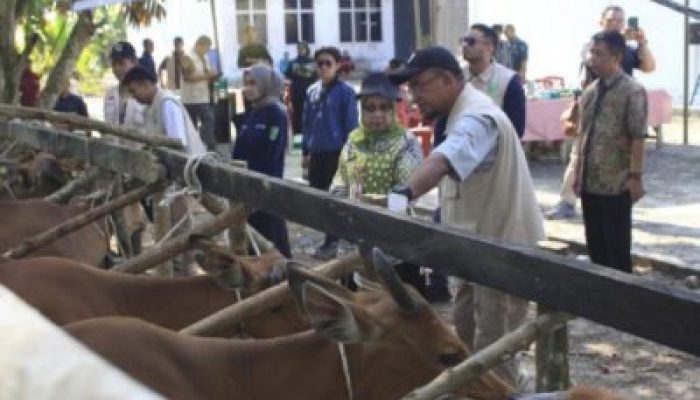 Lindungi Ternak dan Ketahanan Pangan, DPKH Riau Distribusikan Ribuan Dosis Vaksin PMK