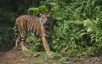 Warga Mempura Resah, Harimau Sumatera Muncul di Sekitar Kandang Ternak