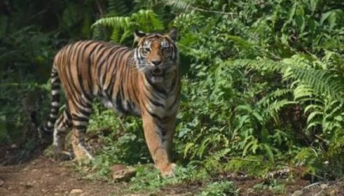 Warga Mempura Resah, Harimau Sumatera Muncul di Sekitar Kandang Ternak