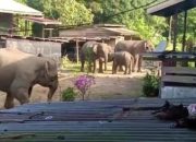 Belasan Gajah Sumatra Rusak Mes Karyawan Perusahaan di Siak