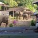 Belasan Gajah Sumatra Rusak Mes Karyawan Perusahaan di Siak