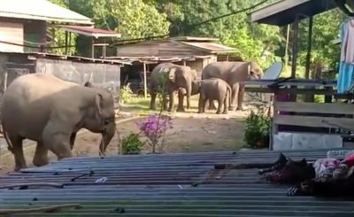 Belasan Gajah Sumatra Rusak Mes Karyawan Perusahaan di Siak
