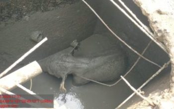 Anak Gajah Terperosok Septic Tank Picu Amukan Kawanan Gajah di Siak
