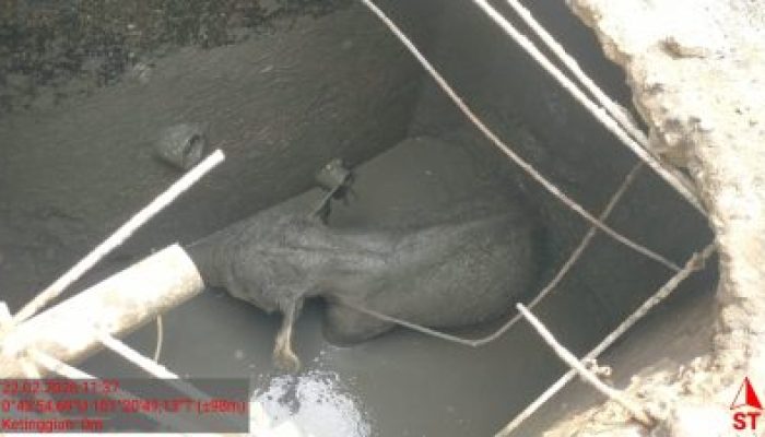 Anak Gajah Terperosok Septic Tank Picu Amukan Kawanan Gajah di Siak