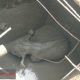 Anak Gajah Terperosok Septic Tank Picu Amukan Kawanan Gajah di Siak