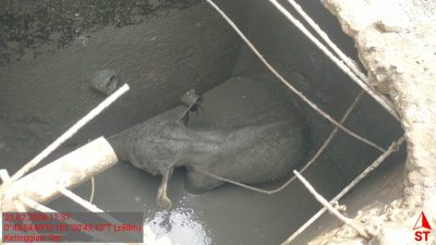 Anak Gajah Terperosok Septic Tank Picu Amukan Kawanan Gajah di Siak