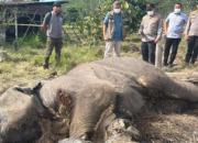 Bangkai Anak Gajah Membusuk di TNTN, Polisi Tunggu Hasil Nekropsi