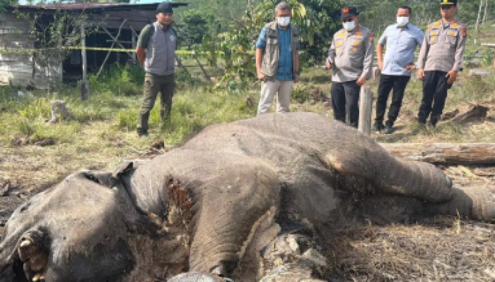 Bangkai Anak Gajah Membusuk di TNTN, Polisi Tunggu Hasil Nekropsi