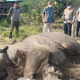 Bangkai Anak Gajah Membusuk di TNTN, Polisi Tunggu Hasil Nekropsi