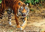 Warga Kuala Kampar Diterkam Harimau Sumatera, Korban Alami Luka Serius