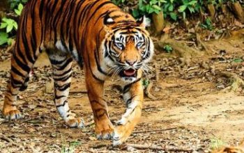 Warga Kuala Kampar Diterkam Harimau Sumatera, Korban Alami Luka Serius