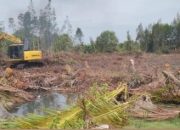 Mangrove di Bantan Sari Bengkalis Dibuka untuk Tambak Udang, Warga Khawatir Abrasi