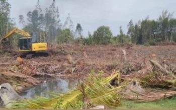 Mangrove di Bantan Sari Bengkalis Dibuka untuk Tambak Udang, Warga Khawatir Abrasi