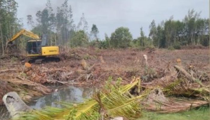 Mangrove di Bantan Sari Bengkalis Dibuka untuk Tambak Udang, Warga Khawatir Abrasi
