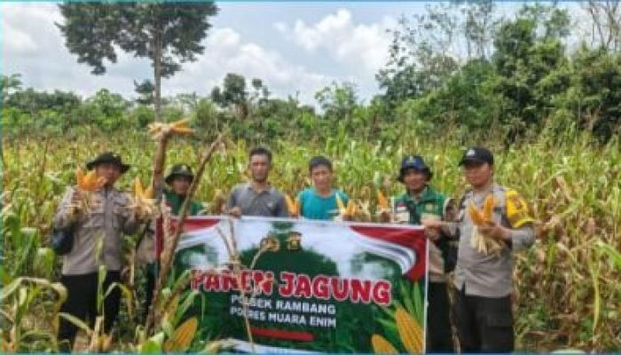 Dukung Ketahanan Pangan, Polsek Rambang Panen Jagung 1,5 Hektar