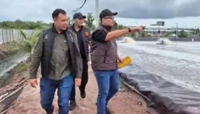 Dugaan Kerusakan Mangrove di Bengkalis, Aktivitas Tambak Udang Diselidiki