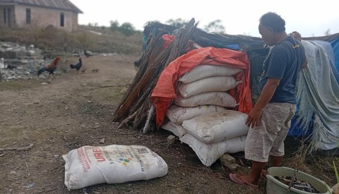 Harga Pupuk Melonjak, Petani Banyuasin Minta Pemerintah Turun Tangan