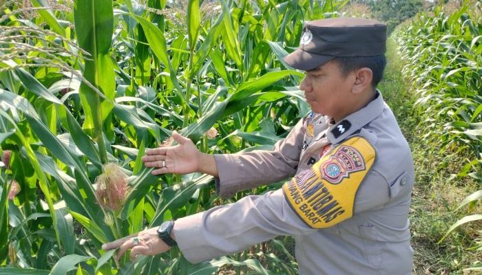 Polisi Turun ke Lahan, Pantau Jagung Ponpes di Perawang Barat