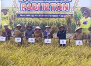 Panen Raya di Jombang, Produktivitas Padi Capai 12 Ton per Hektare