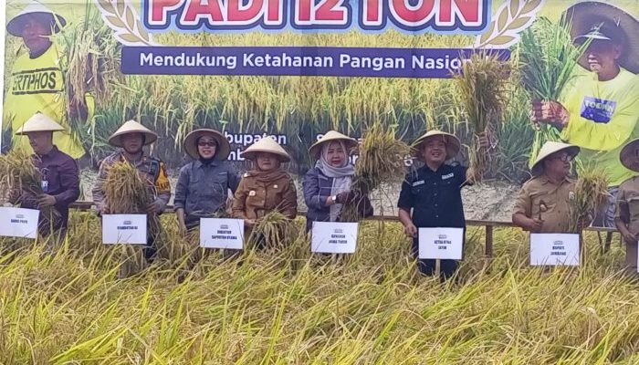 Panen Raya di Jombang, Produktivitas Padi Capai 12 Ton per Hektare