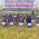 Panen Raya di Jombang, Produktivitas Padi Capai 12 Ton per Hektare