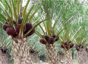 Kembangkan SISKA, Riau Buka Peluang Investasi Sektor Hilir Sawit