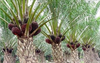 Kembangkan SISKA, Riau Buka Peluang Investasi Sektor Hilir Sawit