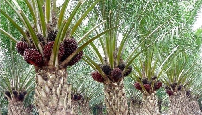 Kembangkan SISKA, Riau Buka Peluang Investasi Sektor Hilir Sawit
