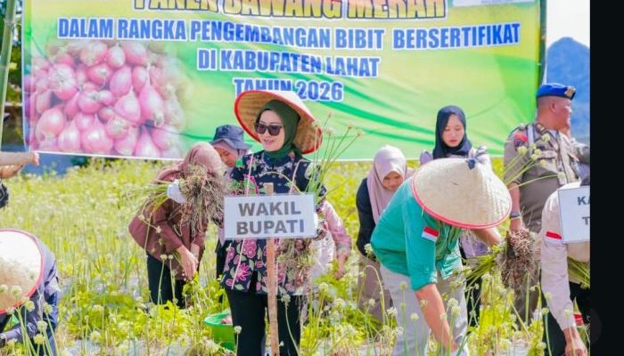 Wabup Lahat Panen Bawang Merah Varietas Brebes, Siap Kembangkan Bibit Unggul