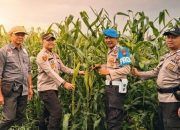 Dukung Program Asta Cita, Polsek Tembilahan Hulu Tinjau Lahan Pertanian Jagung