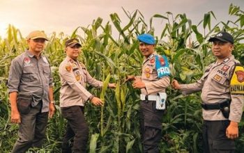 Dukung Program Asta Cita, Polsek Tembilahan Hulu Tinjau Lahan Pertanian Jagung