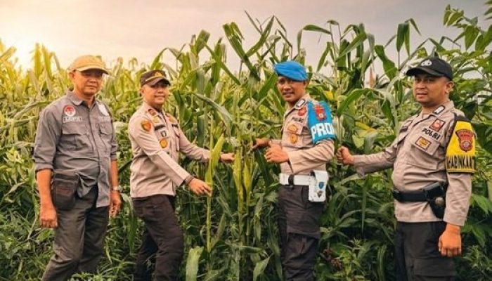 Dukung Program Asta Cita, Polsek Tembilahan Hulu Tinjau Lahan Pertanian Jagung
