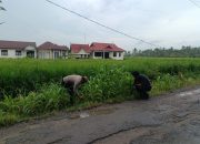 Dukung Ketahanan Pangan, Polsek Sungai Batang Tanam Jagung dan Padi di Mapolsek