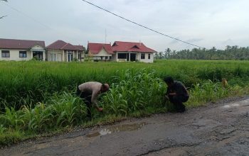 Dukung Ketahanan Pangan, Polsek Sungai Batang Tanam Jagung dan Padi di Mapolsek