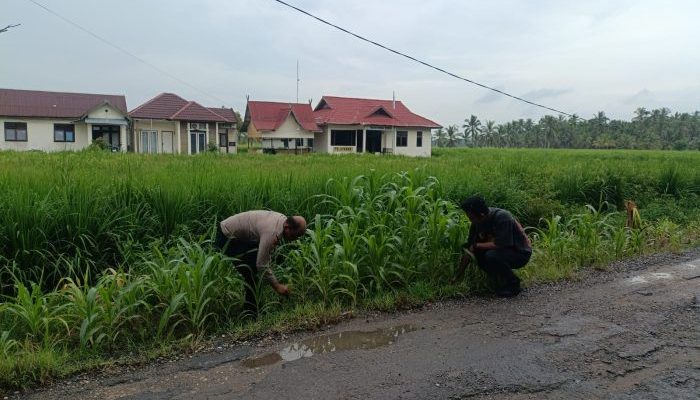 Dukung Ketahanan Pangan, Polsek Sungai Batang Tanam Jagung dan Padi di Mapolsek