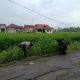 Dukung Ketahanan Pangan, Polsek Sungai Batang Tanam Jagung dan Padi di Mapolsek