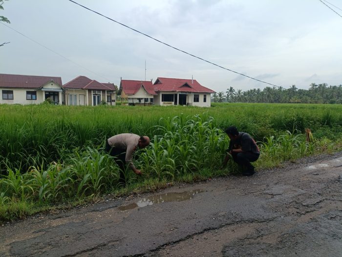 Dukung Ketahanan Pangan, Polsek Sungai Batang Tanam Jagung dan Padi di Mapolsek