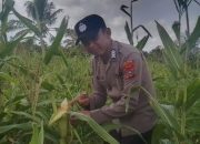 Polsek Concong Dukung Asta Cita Presiden Lewat Monitoring Lahan Jagung